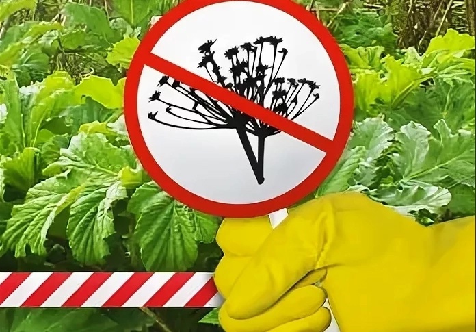 Памятка &quot;Борщевик&quot;.